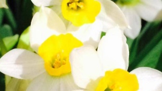 太阳集团tyc|广州中山市猪肉多少钱一斤?猪肉价格下降原因分析(图2) 太阳成集团tyc