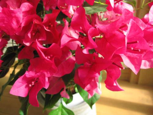 太阳成集团tyc|交通运输部:有百余家网约车平台获经营许可(图2) 太阳集团tyc